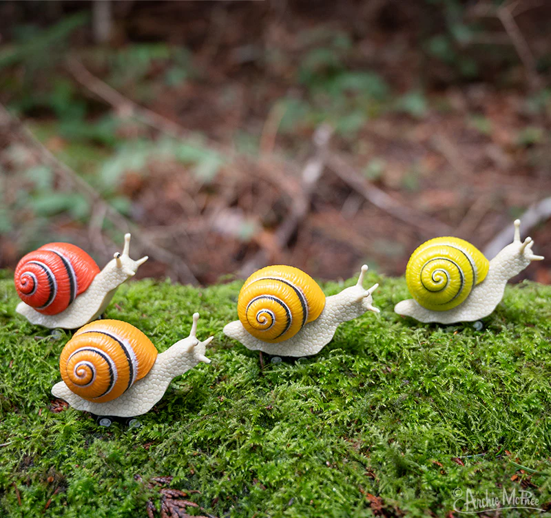 Racing Snails Bulk Box - Image 3